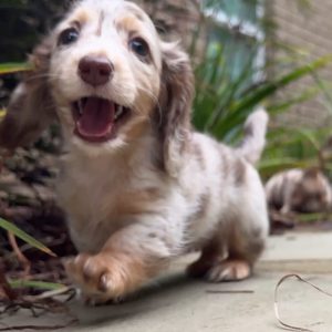 MOLLY