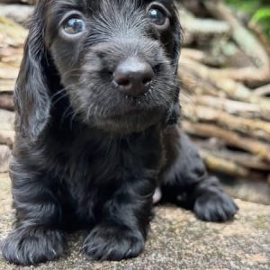 TONY