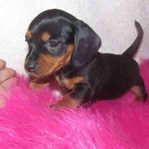 Dachshund
