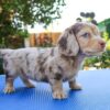 Chloe