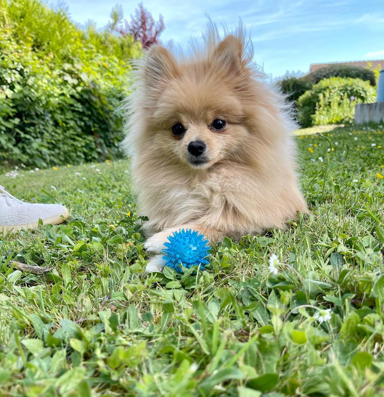 MIMI